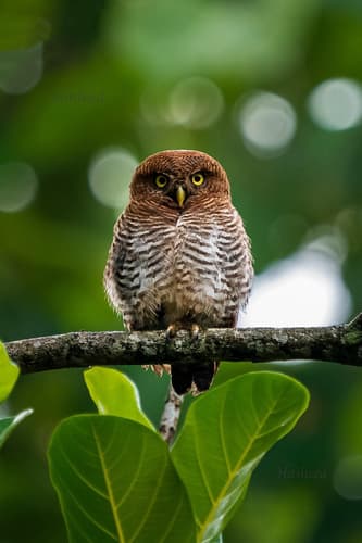 Jungle Owlet