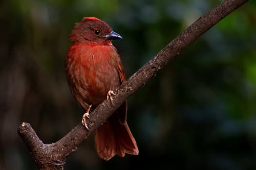 Red-crowned Ant-Tanager