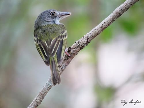 Northern Bentbill