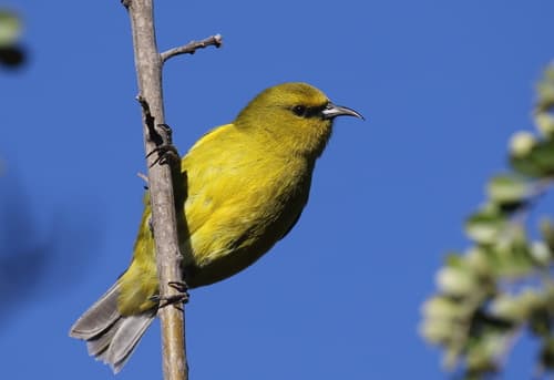 Hawaiʻi ʻAmakihi