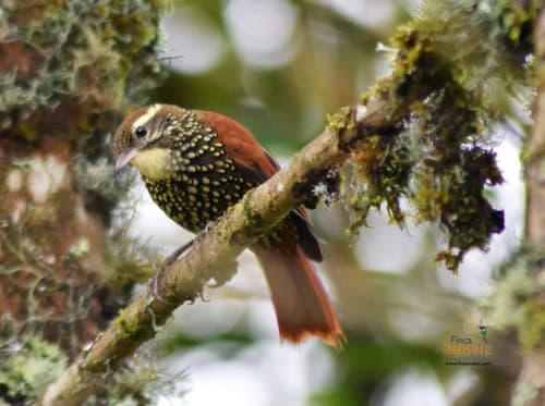 Pearled Treerunner