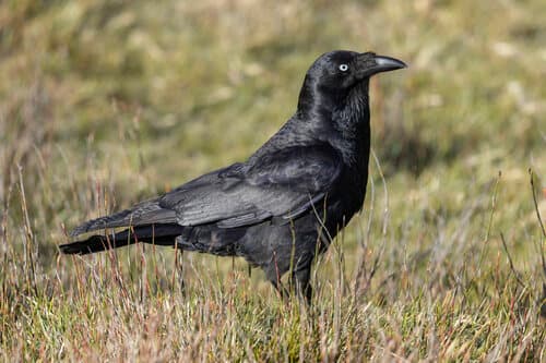 Forest Raven
