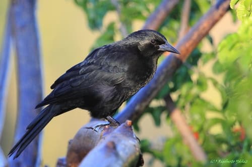 Austral Blackbird