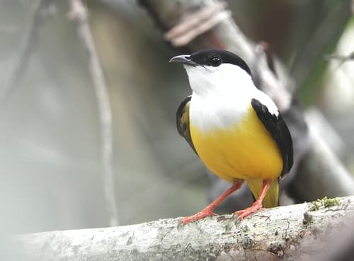 White-collared Manakin