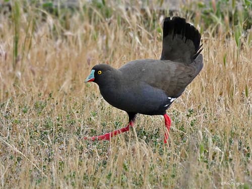 Black-tailed Nativehen