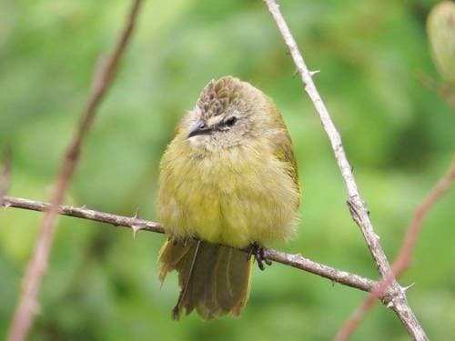 Flavescent Bulbul