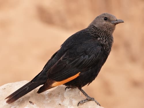Tristram's Starling