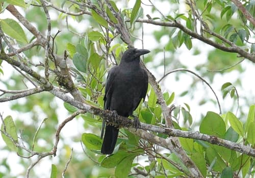 Sunda Crow