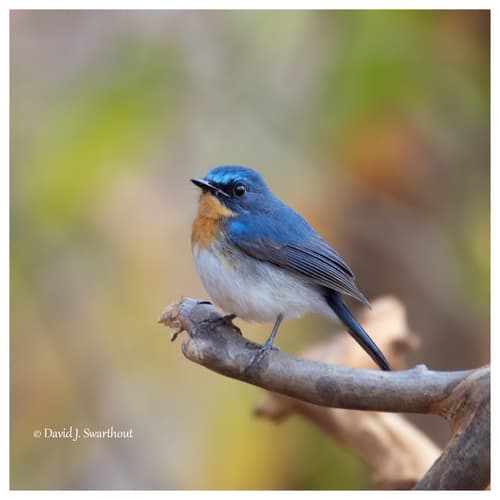 Indochinese Blue Flycatcher