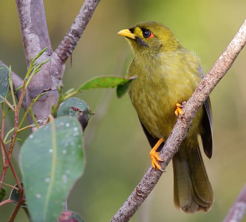 Bell Miner