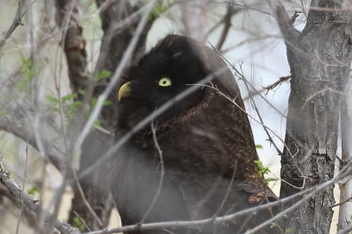 Great Grey Owl