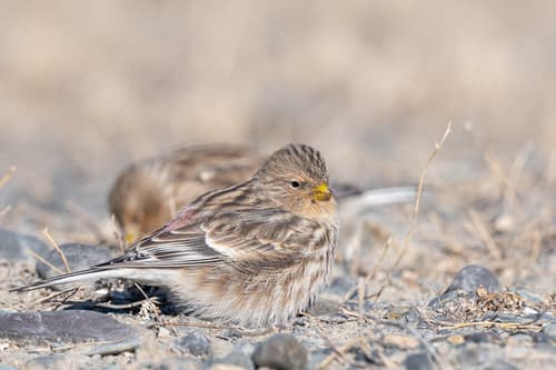 Twite