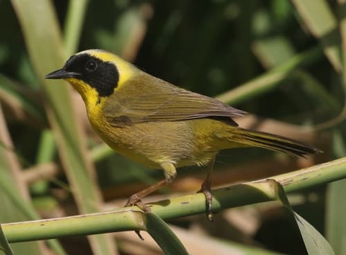 Belding's Yellowthroat