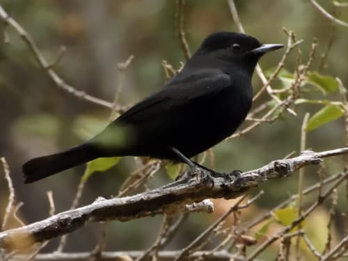 White-winged Black-Tyrant
