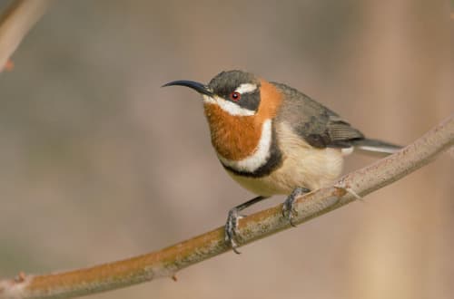 Western Spinebill