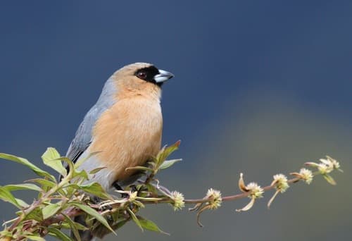 Cinnamon Tanager