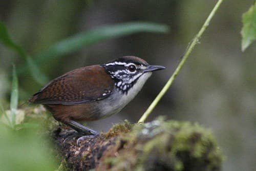 White-breasted Wood-Wren