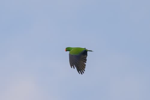 Eclectus Parrot