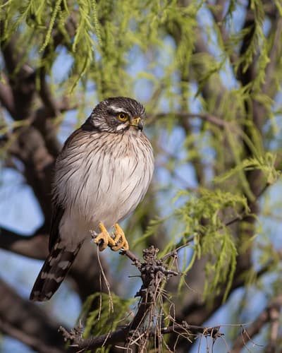 Spot-winged Falconet