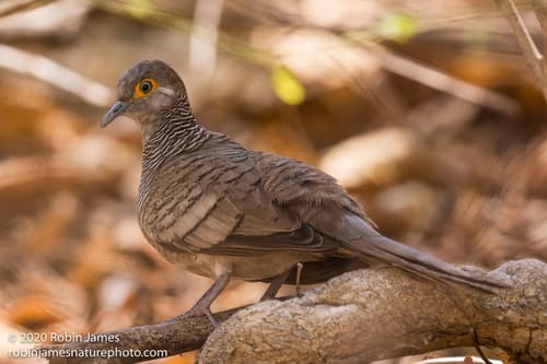Barred Dove