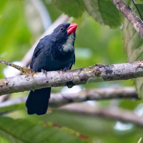 Slate-colored Grosbeak
