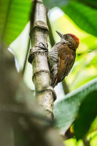 Red-rumped Woodpecker