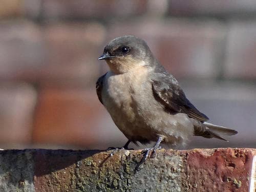 Southern Crag-Martin