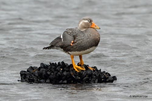 Flying Steamer Duck