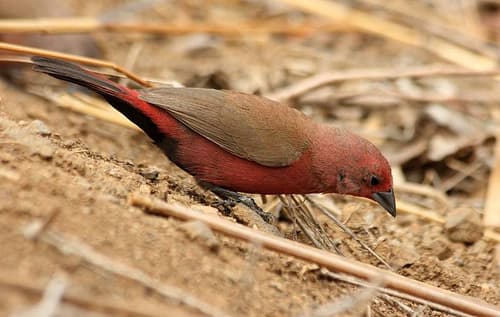 Jameson's Firefinch