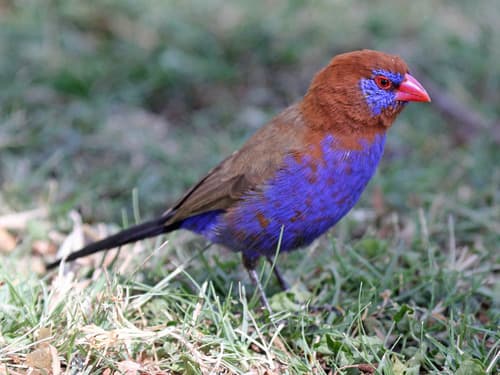 Purple Grenadier