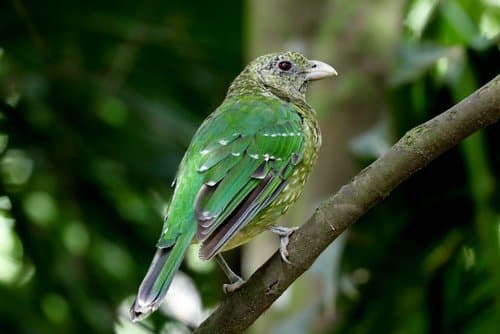 Green Catbird