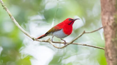 Temminck's Sunbird