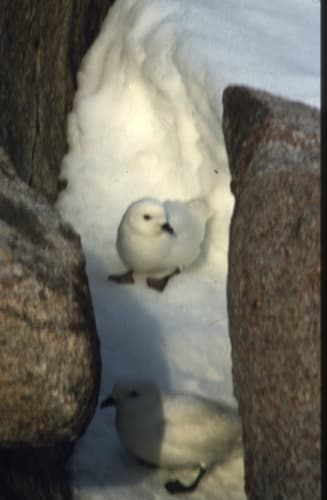 Snow Petrel