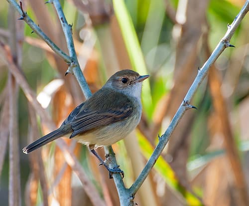 Fulvous-crowned Scrub-Tyrant