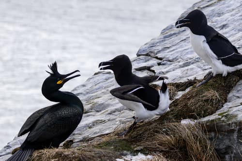 Razorbill