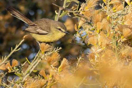 Greater Wagtail-Tyrant