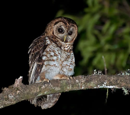 Rusty-barred Owl