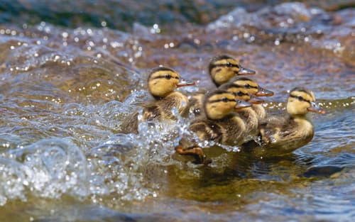 Mallard Duck