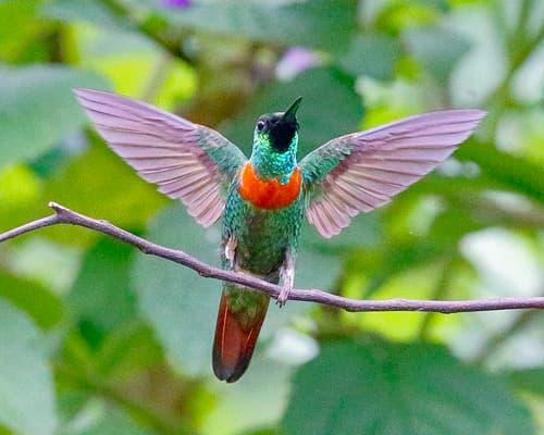 Gould's Jewelfront