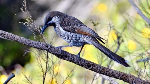Western Wattlebird