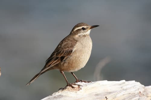 Buff-winged Cinclodes