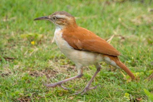 Pacific Hornero