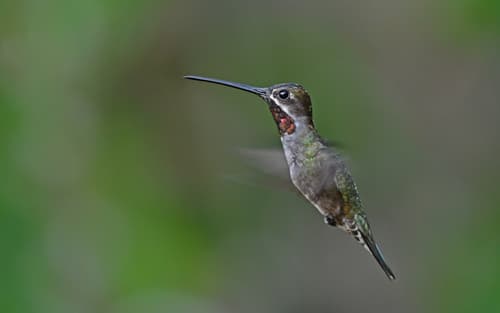 Long-billed Starthroat