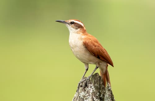Wing-banded Hornero