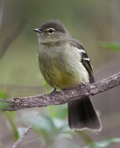 Small-headed Elaenia
