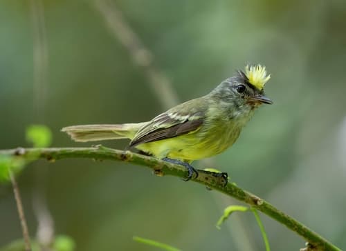 Forest Elaenia