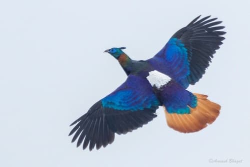 Himalayan Monal
