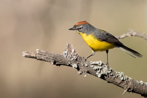 Brown-capped Redstart