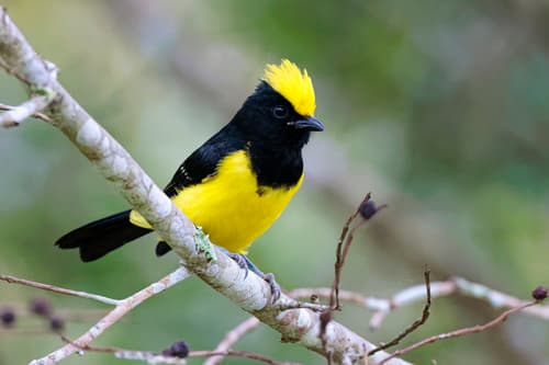 Sultan Tit