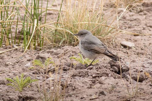 Cinereous Ground-Tyrant